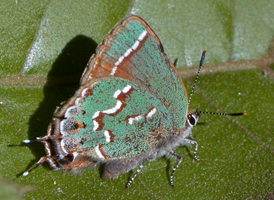 Juniper Hairstreak